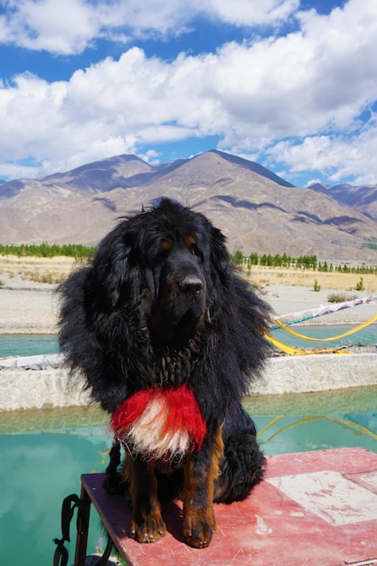 Hund im Schwimmbad gegen Berge