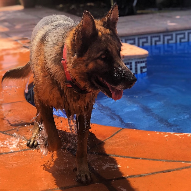 Hund im Schwimmbad