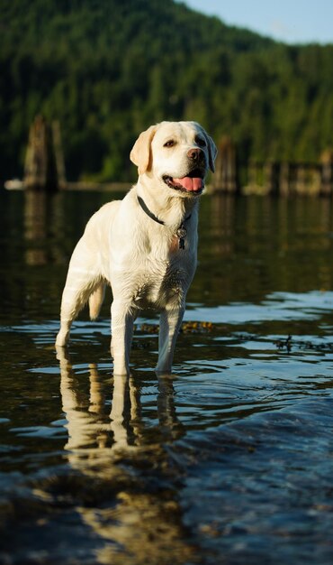 Foto hund im see