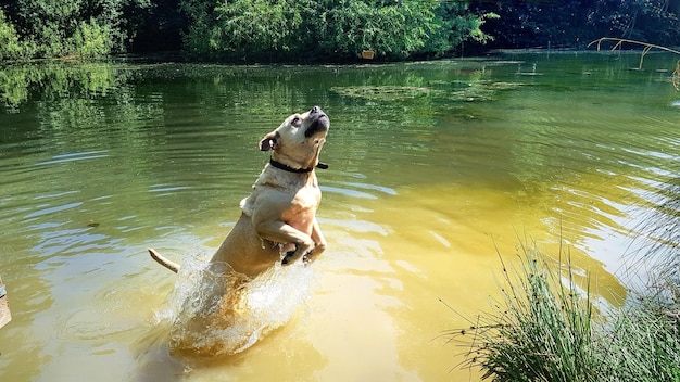 Hund im See