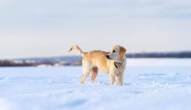 Hund im tiefen Schnee