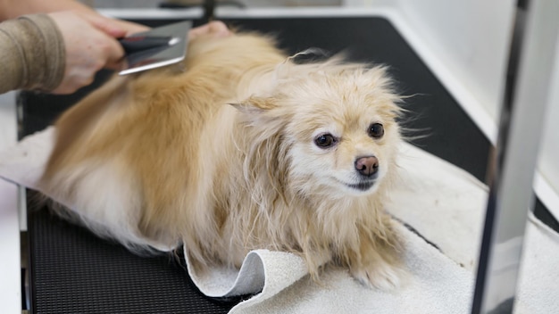 Hund im Tiersalon, Hundefriseur, der die Krallen schneidet und trocknet, Wolle kämmt und die Haare schneidet, Tierpflege