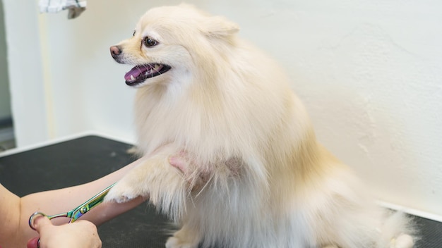 Hund im Tiersalon, Hundefriseur, der die Krallen schneidet und trocknet, Wolle kämmt und die Haare schneidet, Tierpflege