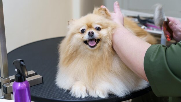 Foto hund im tiersalon, hundefriseur, der die krallen schneidet und trocknet, wolle kämmt und die haare schneidet, tierpflege