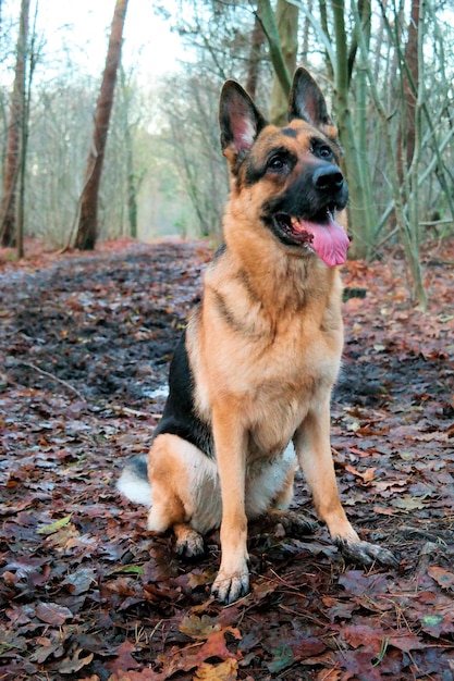 Foto hund im wald