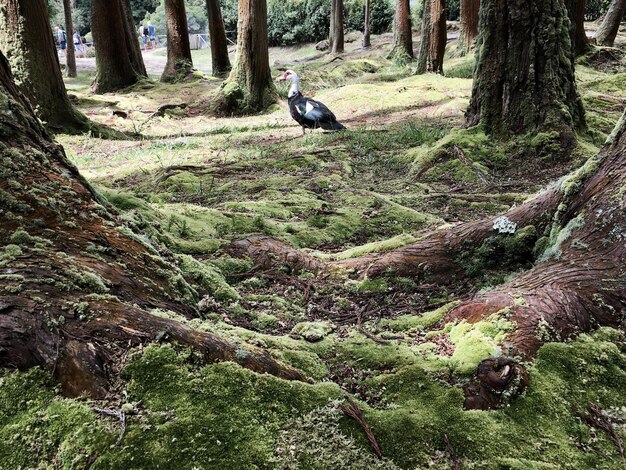 Foto hund im wald