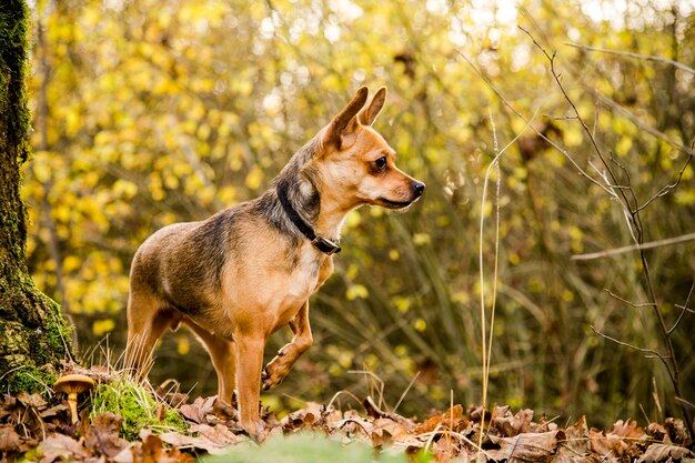 Hund im Wald