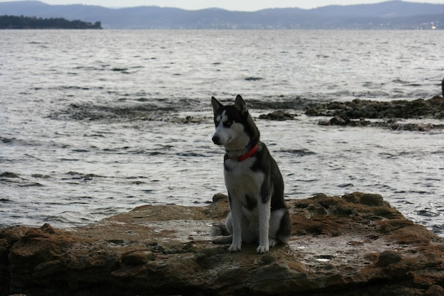 Foto hund im wasser