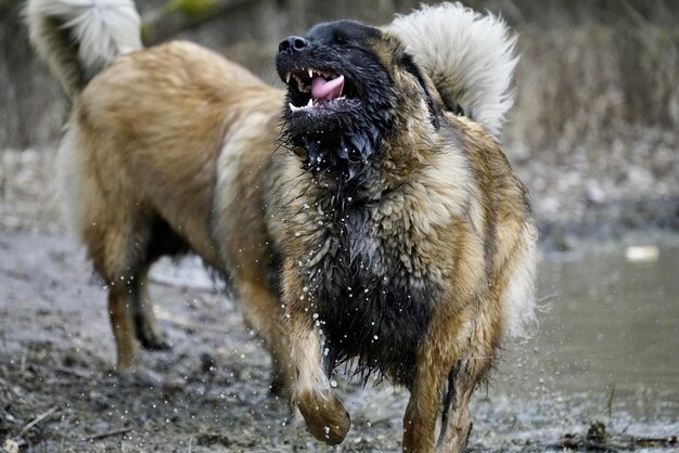 Hund im Wasser