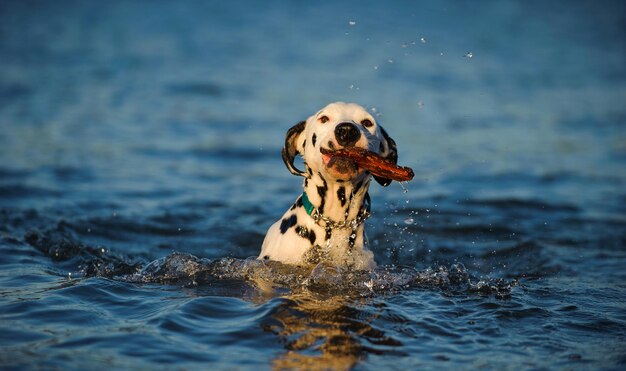 Foto hund im wasser