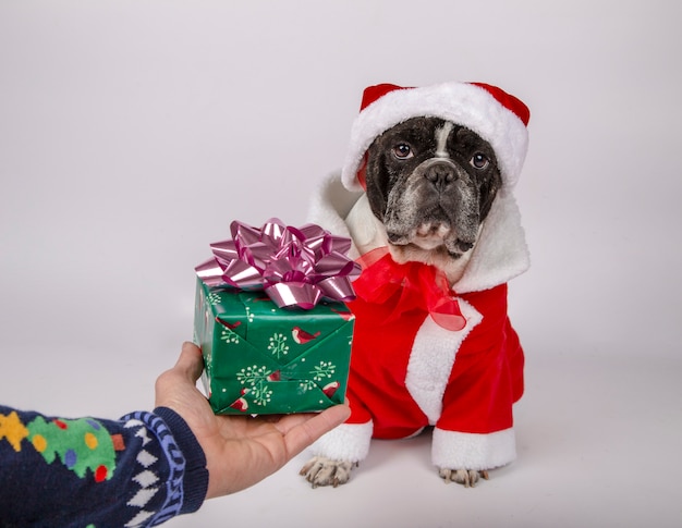 Hund im Weihnachtsmann-Kostüm und Hut, die ein Geschenk von seinem Inhaber empfangen.