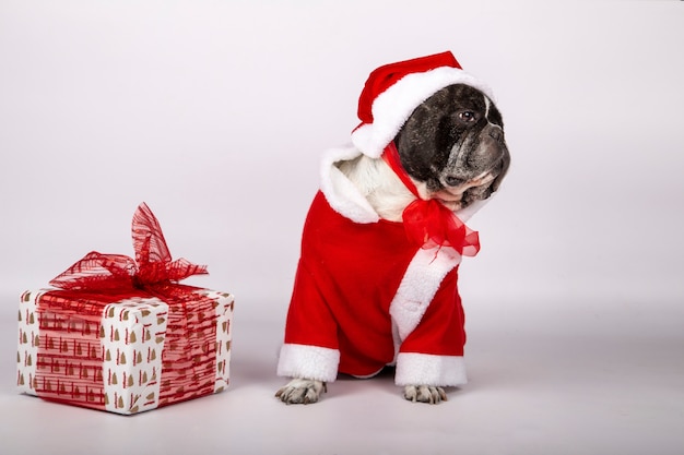 Hund im Weihnachtsmann-Kostüm und Hut mit einer Geschenkbox mit roter Schleife.