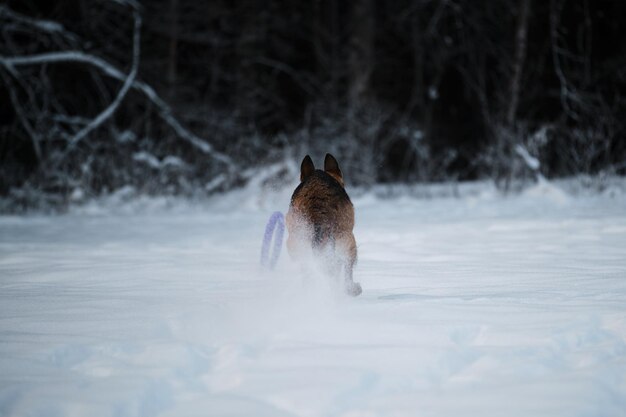 Hund im Winterpark ist voller Kraft und Energie Rückansicht von Arsch und Schwanz