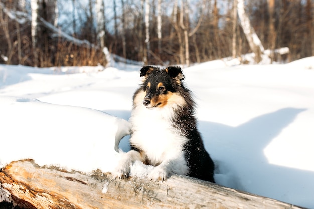 Hund im Winterwald, der seine Pfoten auf einen umgestürzten Baum legt