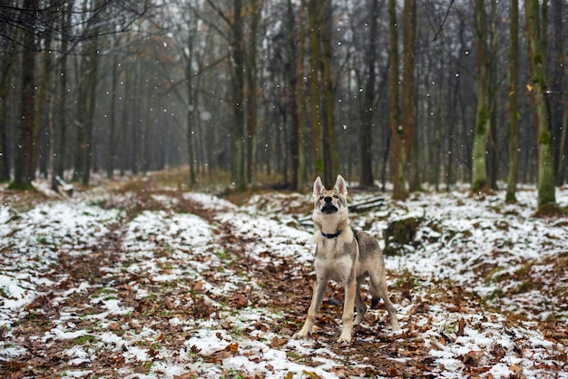 Hund im Winterwald