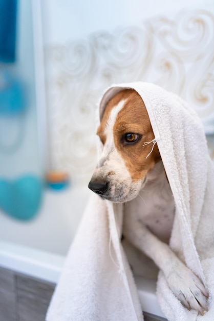 Hund in Badewanne mit Handtuch gewickelt