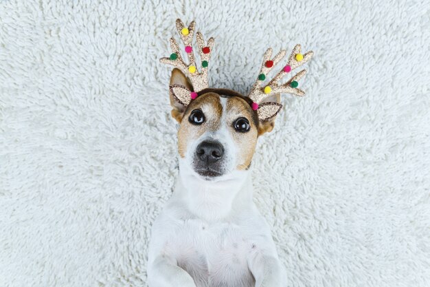 Hund in den Weihnachtsgoldrotwildhörnern auf weißem Teppich