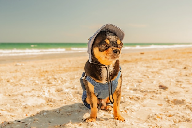 Hund in Denim-Overalls und Mütze im Sommerurlaub. Chihuahua sitzen am Strand, nahe dem Meer.