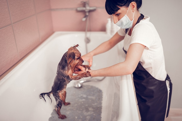 Hund in der Badewanne. Dunkelhaarige Frau mit Maske, die nach der Rasur den Hund in der Badewanne wäscht