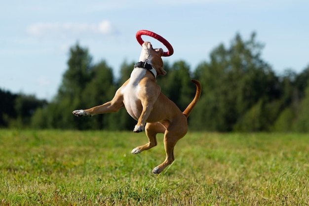 Hund in der Krippe Natur Staffordshire Terrier laufen auf dem Feld