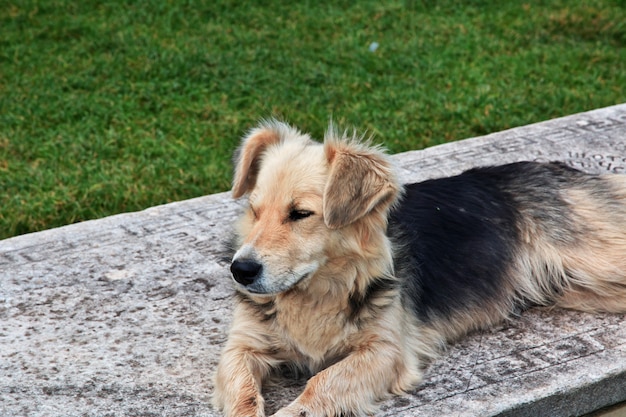 Hund in der Orchideenstadt, Mazedonien