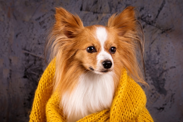 Hund in einem gemütlichen Pullover