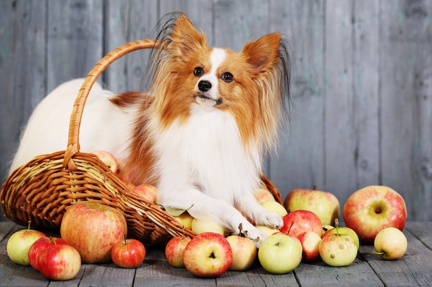 Hund in einem Korb mit Äpfeln