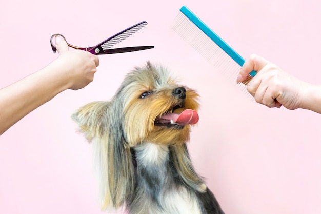 Hund in einem Pflegesalon; Haarschnitt, Schere und Kamm. Haustier bekommt Schönheitsbehandlungen in einem Hundeschönheitssalon.