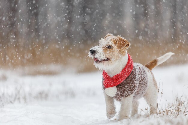 Hund in einem roten Strickschal und braunen Pullover Jack Russell Terrier steht im Wald im Schneefall Verschwommener Hintergrund für die Aufschrift Weihnachtskonzept