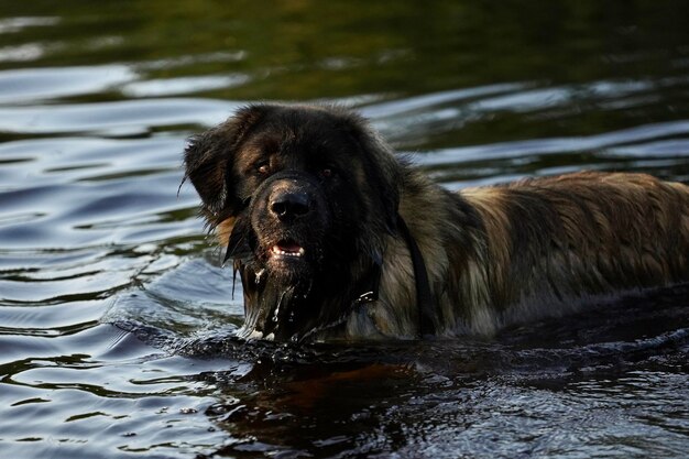 Hund in einem See