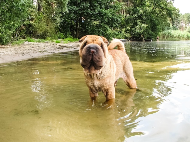 Foto hund in einem see