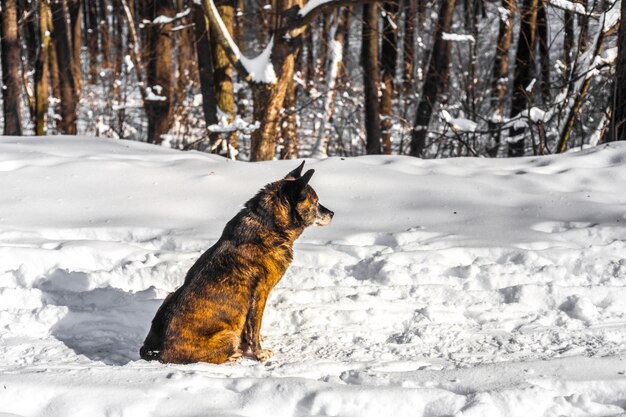 Hund in einem verschneiten Wald