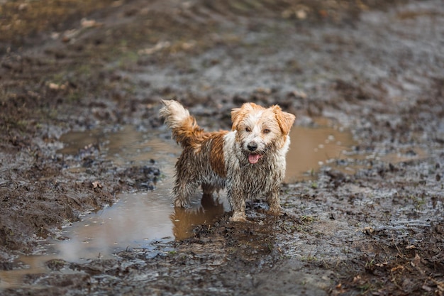 Hund in einer Pfütze Ein schmutziger Jack Russell Terrier-Welpe steht im Schlamm auf der Straße Nasser Boden nach Frühlingsregen