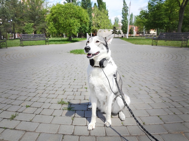 Hund in Kopfhörern im Park