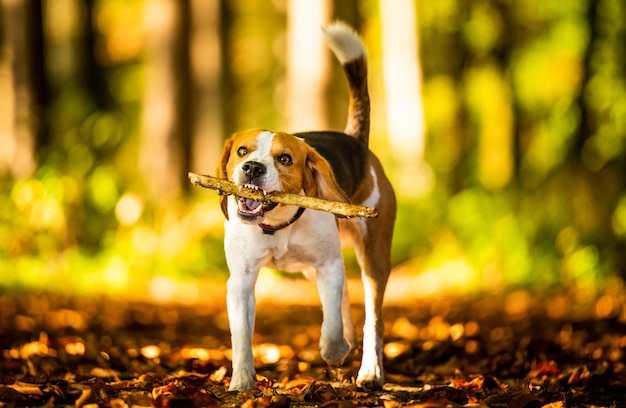 Hund in voller Länge steht inmitten des Waldes und hält einen Holzstock im Mund