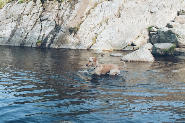 Hund ist ein Freund des Menschen