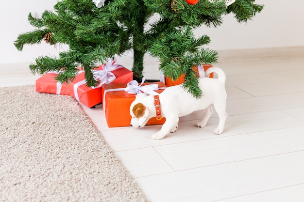 Hund Jack Russel unter einem Weihnachtsbaum mit Geschenken, die Weihnachten feiern