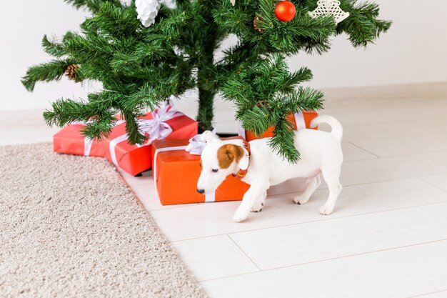 Hund Jack Russel unter einem Weihnachtsbaum mit Geschenken und Kerzen, die Weihnachten feiern