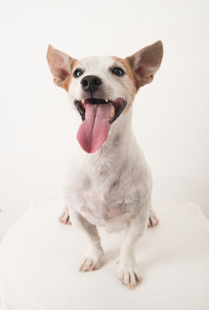 Hund Jack Russell Nahaufnahme sitzen