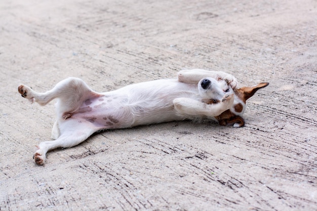 Hund Jack Russell rollt mit dem Bauch nach oben auf Beton und bedeckt seine Augen mit seinen Pfoten Geringe Schärfentiefe Horizontal