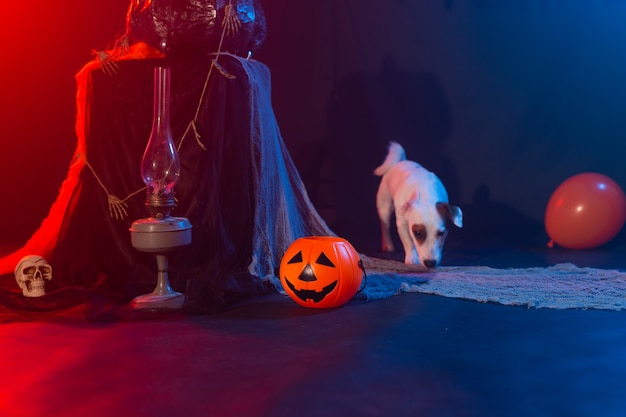 Hund Jack Russell Terrier auf einem Hintergrund von Halloween