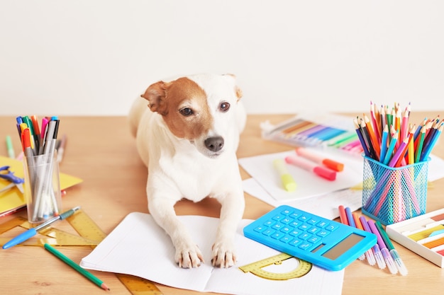 Hund Jack Russell Terrier auf einem Tisch in der Nähe von Schulmaterial