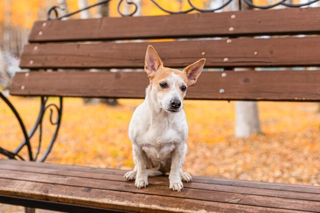 Hund Jack Russell Terrier Ein reinrassiger Hund in einem öffentlichen Park Haustiere