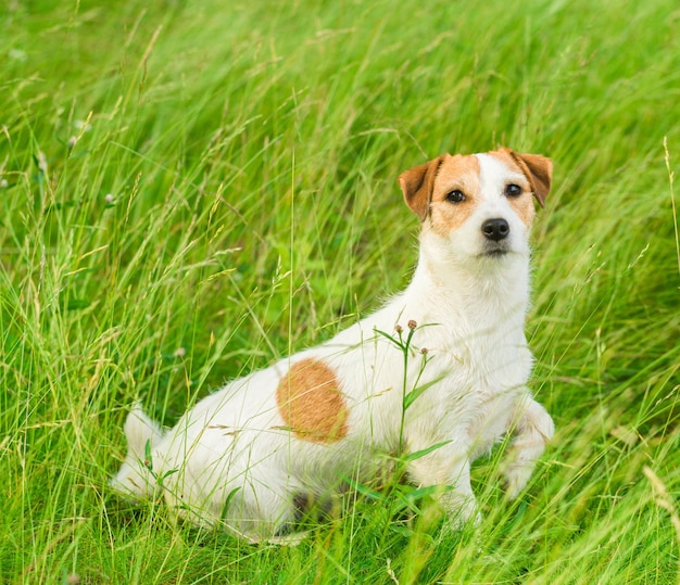 Hund Jack Russell Terrier in einer wartenden Pose, die im grünen Gras sitzt und den Betrachter ansieht