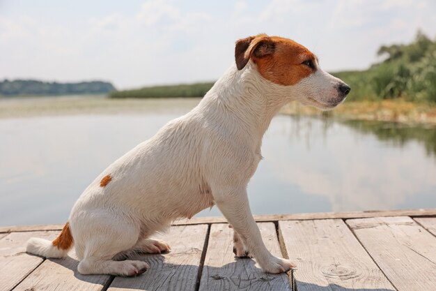 Hund Jack Russell Terrier Nahaufnahme