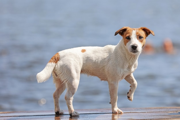 Hund Jack Russell Terrier Nahaufnahme