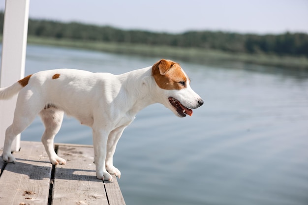 Hund Jack Russell Terrier Nahaufnahme