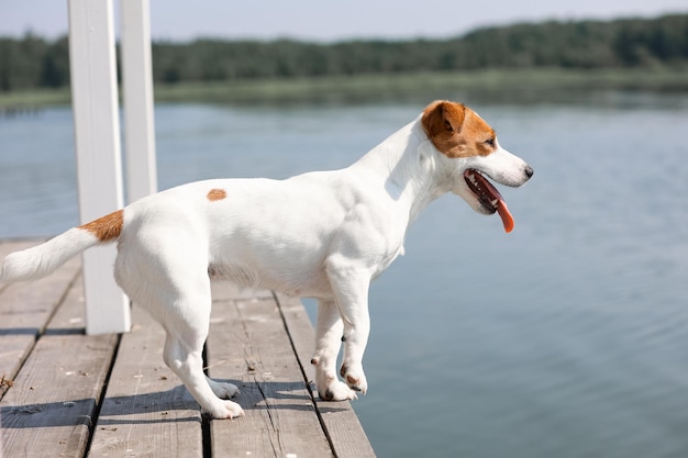 Hund Jack Russell Terrier Nahaufnahme