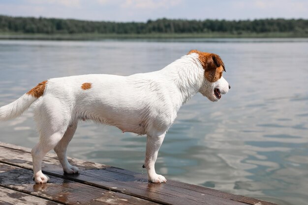 Hund Jack Russell Terrier Nahaufnahme