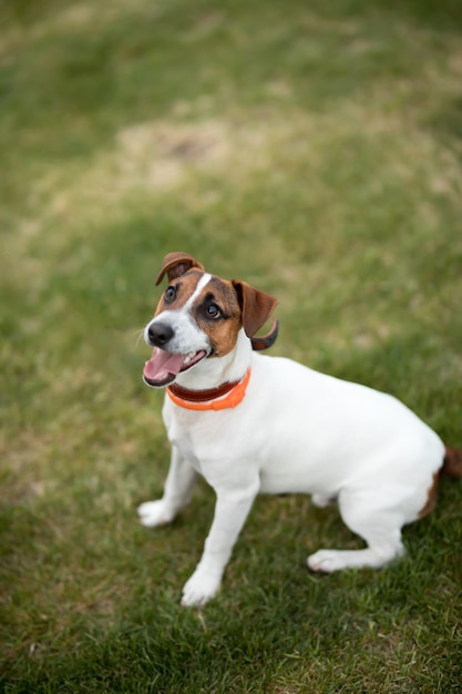 Hund Jack Russell Terrier sitzt auf einem grünen Rasen und lächelt in die Kamera